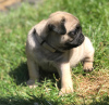 Photo №3. Cute pug puppies available for free adoption. Germany