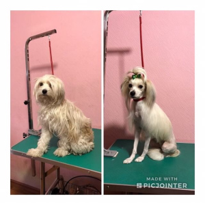 Photo №2. Service of the groomer in Russian Federation. Price - negotiated. Announcement № 1101