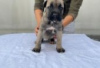 Photo №2 to announcement № 126913 for the sale of cane corso - buy in Germany private announcement