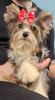 Photo №2 to announcement № 76340 for the sale of beaver yorkshire terrier - buy in Poland private announcement, breeder