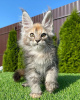 Photo №3. Available Maine Coon Kittens for sale. Israel