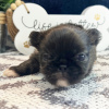 Photo №4. I will sell pekingese in the city of Даллас. private announcement - price - 300$