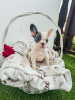 Additional photos: French bulldog puppies