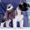 Photo №4. I will sell american akita in the city of Belgrade.  - price - negotiated