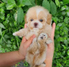 Photo №2 to announcement № 121730 for the sale of  - buy in Czech Republic breeder