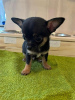 Photo №1. chihuahua - for sale in the city of Paris | negotiated | Announcement № 36288