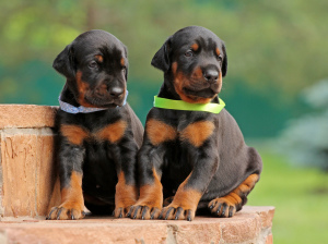 Photo №2 to announcement № 363 for the sale of dobermann - buy in Bulgaria from nursery, breeder