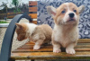 Photo №1. welsh corgi - for sale in the city of Линдау | Is free | Announcement № 112257