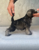 Photo №2 to announcement № 117743 for the sale of schnauzer - buy in Serbia 