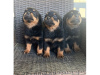 Photo №1. rottweiler - for sale in the city of Bernkastel-Kues | negotiated | Announcement № 99126