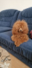 Photo №1. poodle (toy) - for sale in the city of Ужгород | 800$ | Announcement № 92450