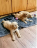 Photo №3. Goldendoodle puppies. United States