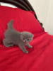 Photo №1. scottish fold - for sale in the city of Bonn | Is free | Announcement № 108011