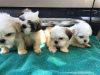 Photo №3. Wonderful Shih Tzu puppies for adoption.. Germany