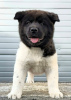 Additional photos: American Akita, top quality puppies