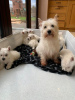 Photo №3. West Highland White Terrier Welpen zu einem erschwinglichen Preis zu verkaufen.. Germany