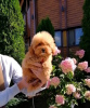 Photo №4. I will sell poodle (dwarf) in the city of Vilnius. private announcement - price - negotiated