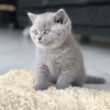 Photo №1. british shorthair - for sale in the city of Bamberg | Is free | Announcement № 116375