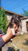 Photo №1. non-pedigree dogs - for sale in the city of Mariupol | Is free | Announcement № 52487