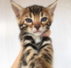 Photo №1. bengal cat - for sale in the city of Los Angeles | 260$ | Announcement № 88668