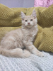 Photo №1. maine coon - for sale in the city of Kharkov | 500$ | Announcement № 111548