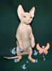Photo №4. I will sell sphynx-katze in the city of Houston. from nursery, breeder - price - negotiated