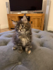 Photo №3. Beautiful Maine Coon Kittens for sale. Germany