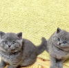 Photo №1. british shorthair - for sale in the city of Kuwait City | 250$ | Announcement № 121942