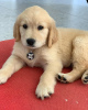 Photo №1. golden retriever - for sale in the city of Degernes | Is free | Announcement № 78006