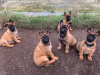 Photo №1. malinois - for sale in the city of Querfurt | negotiated | Announcement № 103121