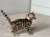 Additional photos: Bengal kittens from titled parents