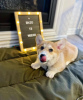 Photo №3. Male Pembroke Welsh Corgi Puppy. United Kingdom