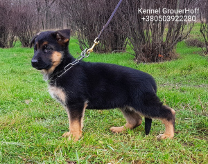 Additional photos: I will sell high-breed puppies of a German shepherd