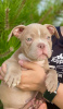 Additional photos: American bully kennel offers puppies for booking