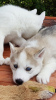 Photo №2 to announcement № 81674 for the sale of siberian husky - buy in Germany private announcement