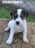 Additional photos: Parson Russell Terrier puppies for sale