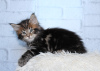 Photo №2 to announcement № 9315 for the sale of maine coon - buy in Russian Federation from nursery, breeder