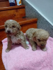 Additional photos: Maltipoo puppies