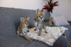 Photo №1. savannah cat - for sale in the city of Byerazino | 898$ | Announcement № 83587