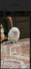 Photo №2 to announcement № 124445 for the sale of pomeranian - buy in Germany private announcement