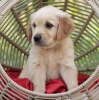 Photo №2 to announcement № 100864 for the sale of golden retriever - buy in Italy private announcement