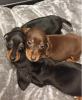 Photo №1. dachshund - for sale in the city of Гамбург | 581$ | Announcement № 55299