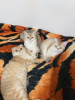 Photo №2 to announcement № 30229 for the sale of scottish fold - buy in Turkey from nursery