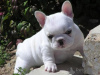 Photo №2 to announcement № 119328 for the sale of french bulldog - buy in Germany private announcement