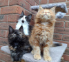 Photo №1. maine coon - for sale in the city of Амстердам | negotiated | Announcement № 75594