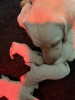 Photo №3. Stunning White Labrador Puppies. United States