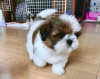 Photo №1. shih tzu - for sale in the city of Berlin | 402$ | Announcement № 97036