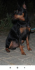 Photo №1. miniature pinscher - for sale in the city of Bobruisk | 228$ | Announcement № 9676