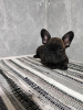 Additional photos: French Bulldog puppies