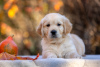 Photo №3. Golden retriever puppies. Russian Federation